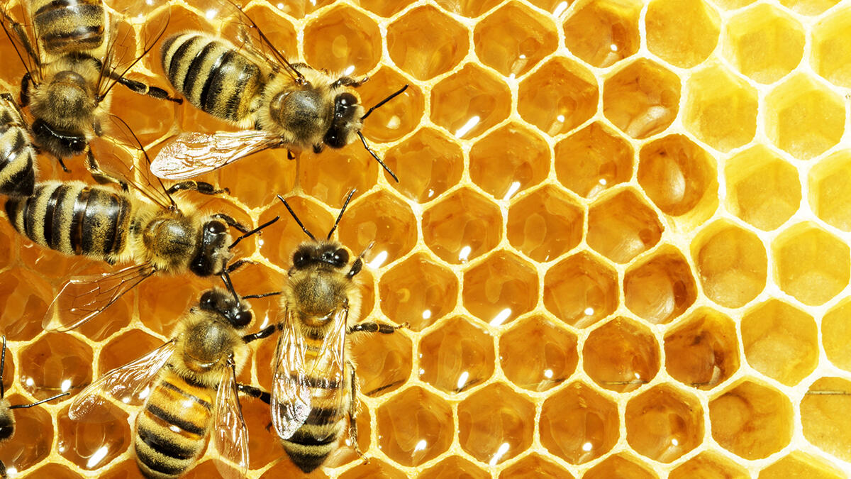 Vie de l'Abeille et travail de l'apiculteur à la Maison Neufcoeur_Aranc