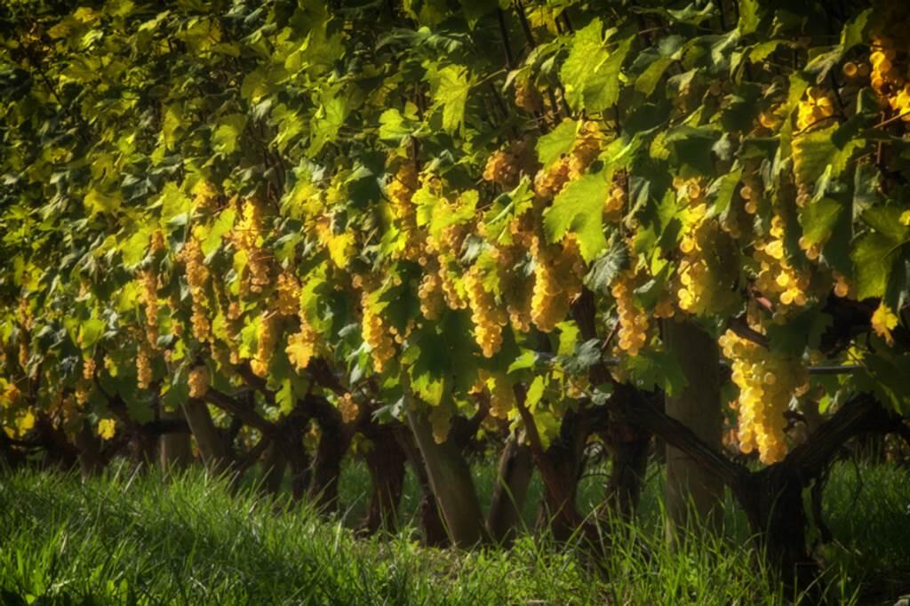 Chasselas