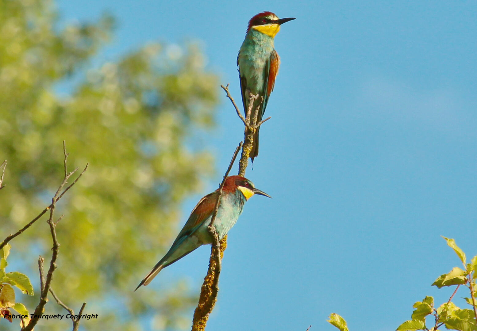 Exposition " La migration, un voyage pour survivre" Ligue de Protection des Oiseaux_Apt