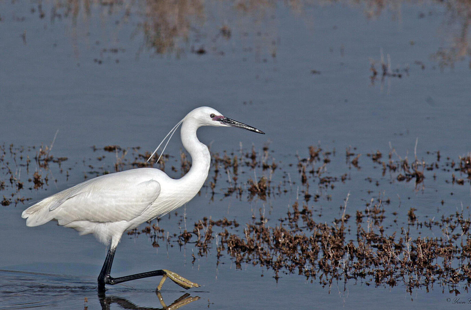 Balade Nature en bord de Loire