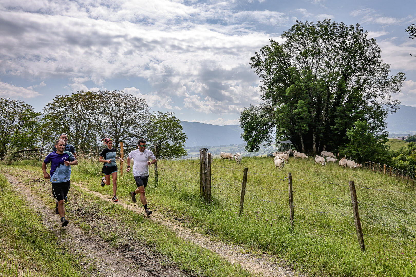 La chasse de l'oreillard