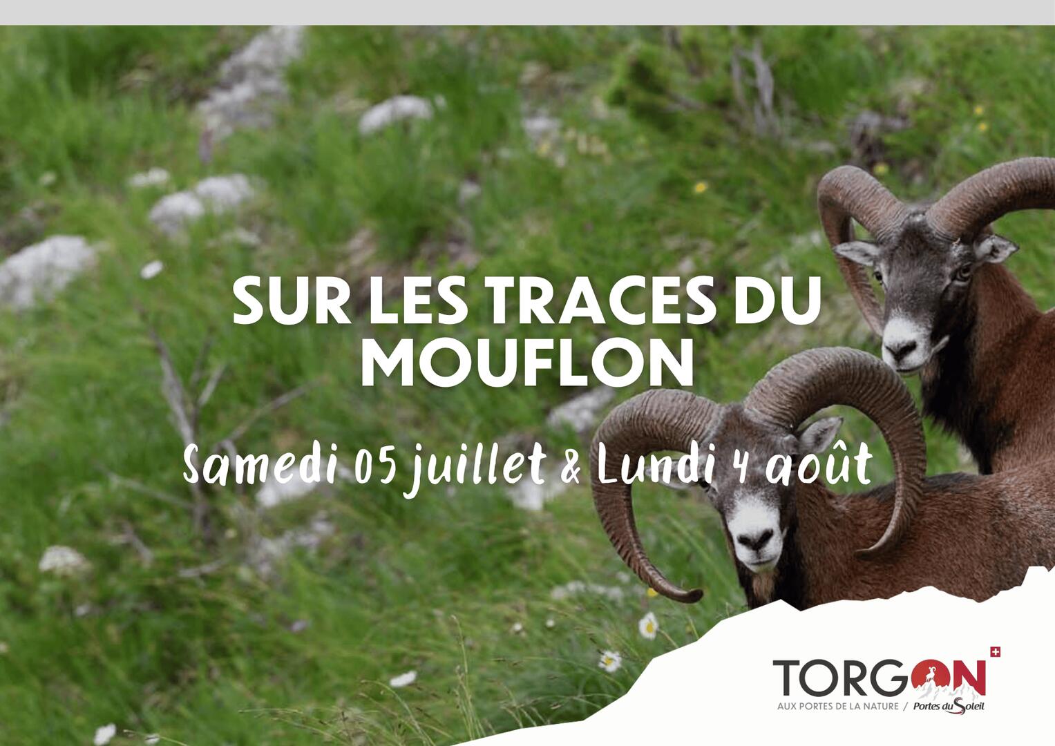 Sur les traces du Mouflon_Torgon