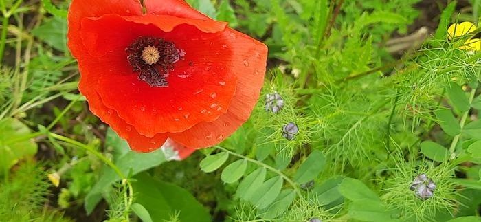 Regardons nos jardins !_Rochefort