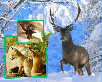 Documentaire débat "l'approche de la photo animalière" au Centre Culturel de la Gorge_Les Contamines-Montjoie