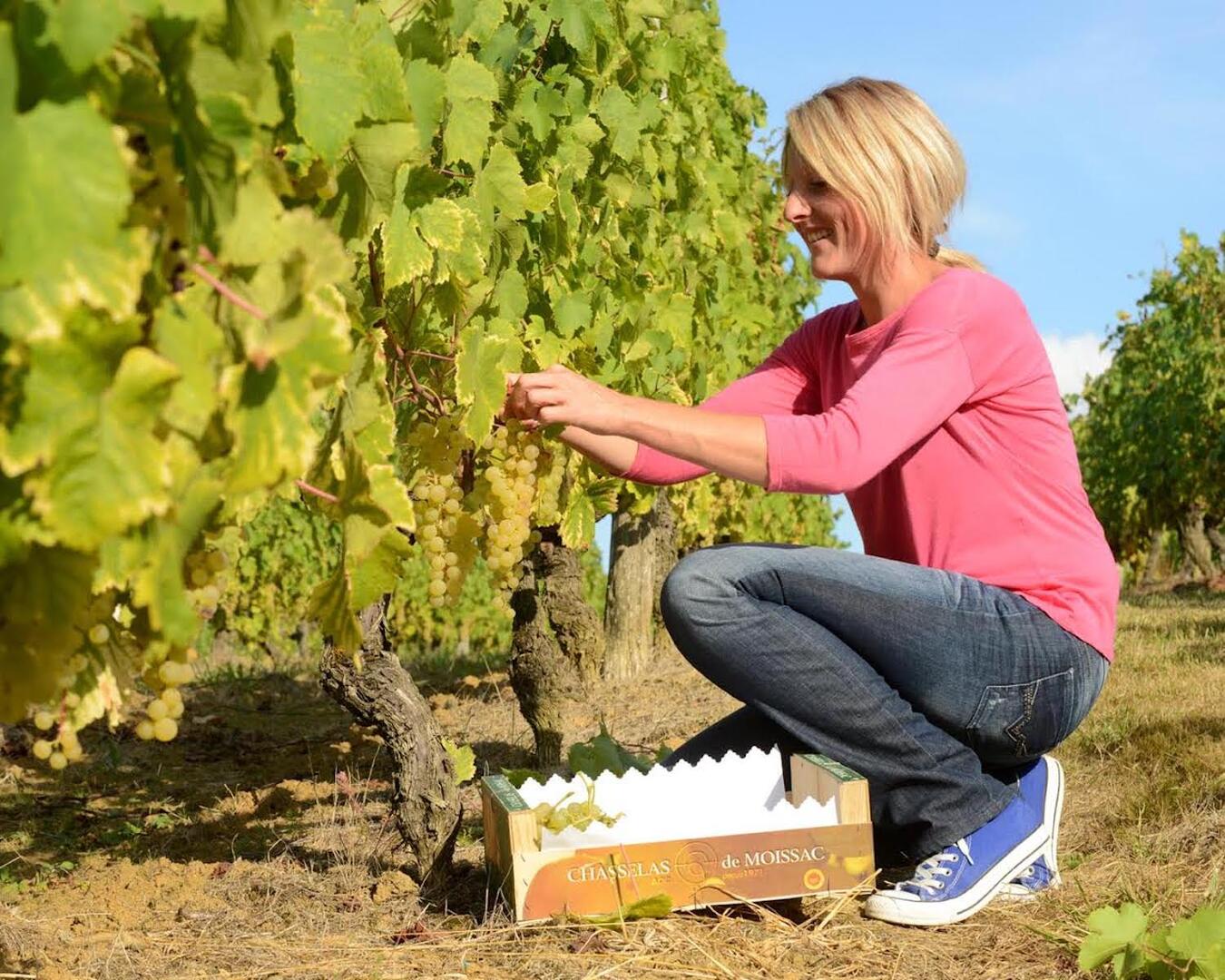Les vignes