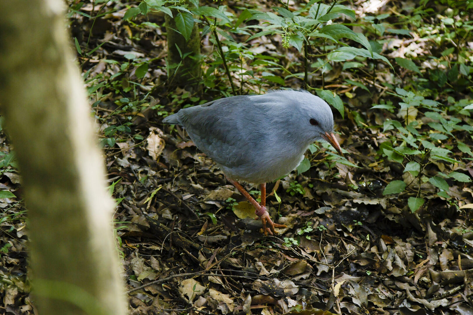 Guided tour of the Zoological and Forest Park – Etic NC (Nouméa) | New ...