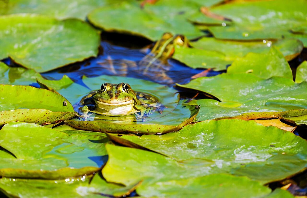 Animation pour enfant 4-7 ans aux marais de Lavours - Dans la peau d'une grenouille_Ceyzérieu