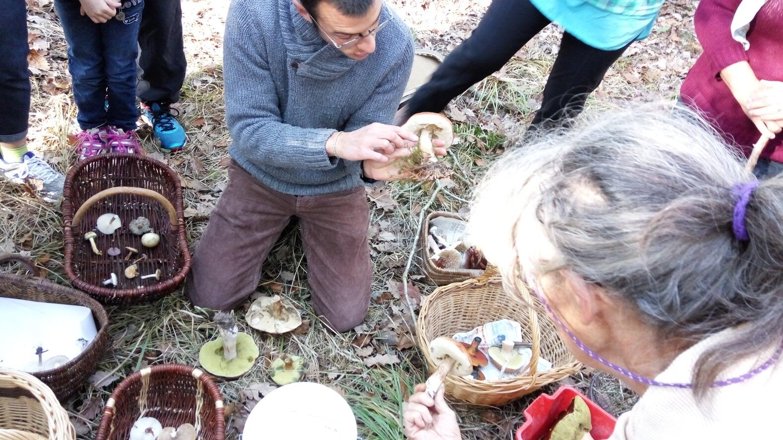 Sortie champignons_Saint-Bonnet-Tronçais