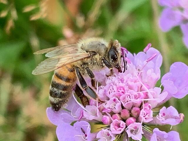 Découverte du rucher et du monde des abeilles