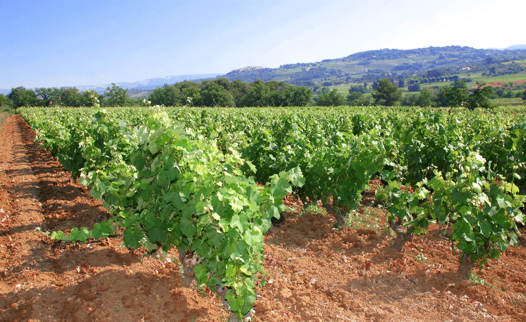 Domaine Lafran-Veyrolles