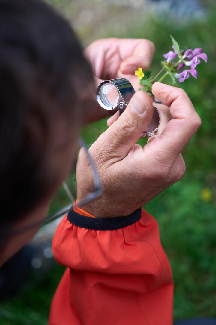 Observations botaniques Balade botanique - Comestibles & médicinales d'août