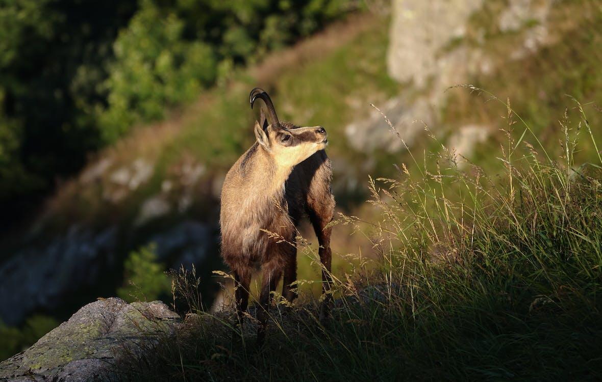 Chamois dans la montagne