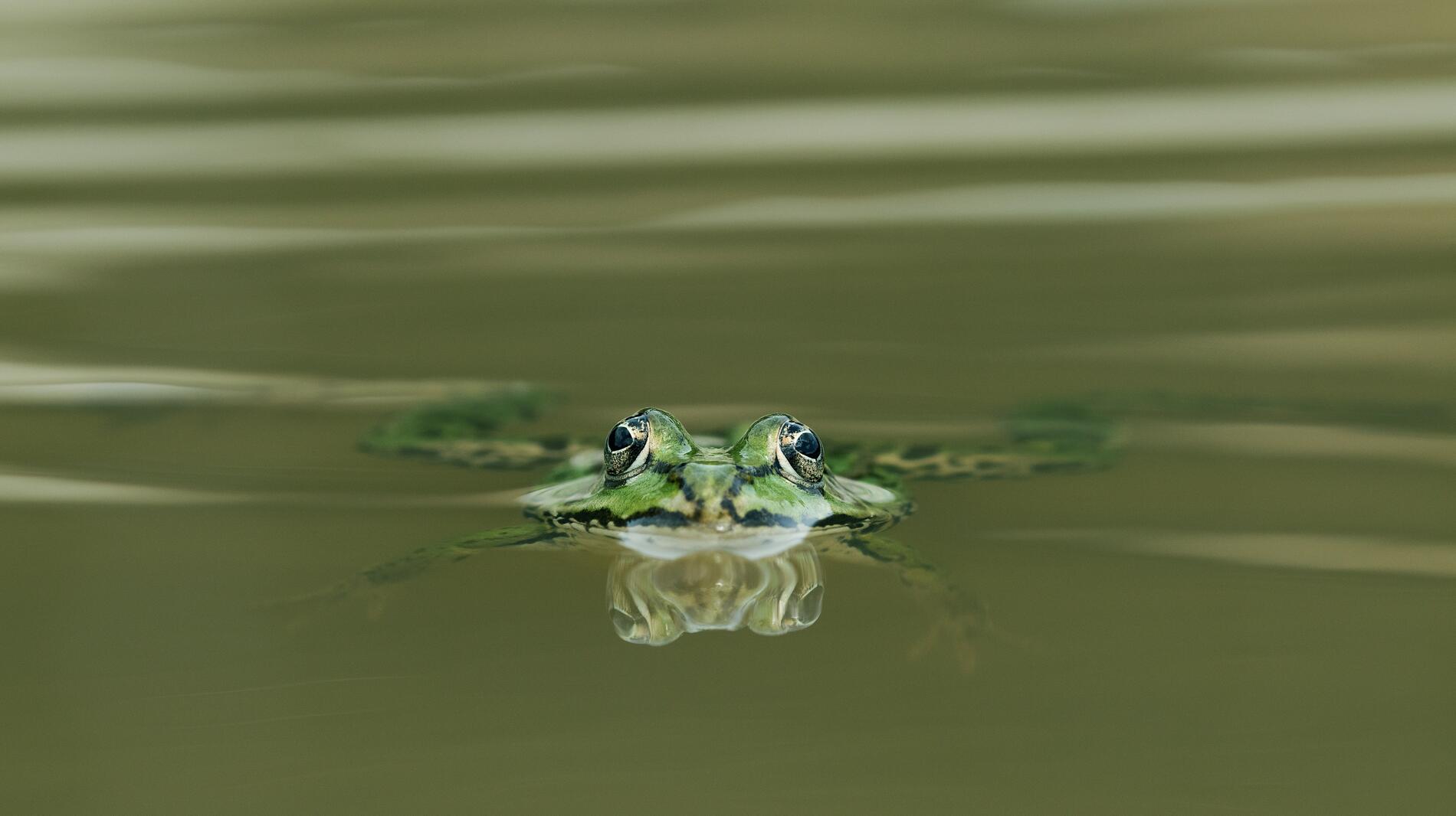 Sortie crépusculaire dans le marais de Rochefort_Rochefort