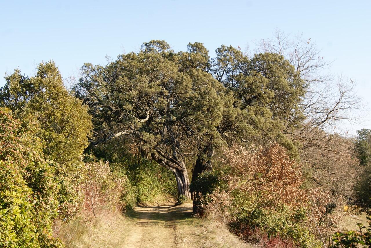 Cade Millénaire