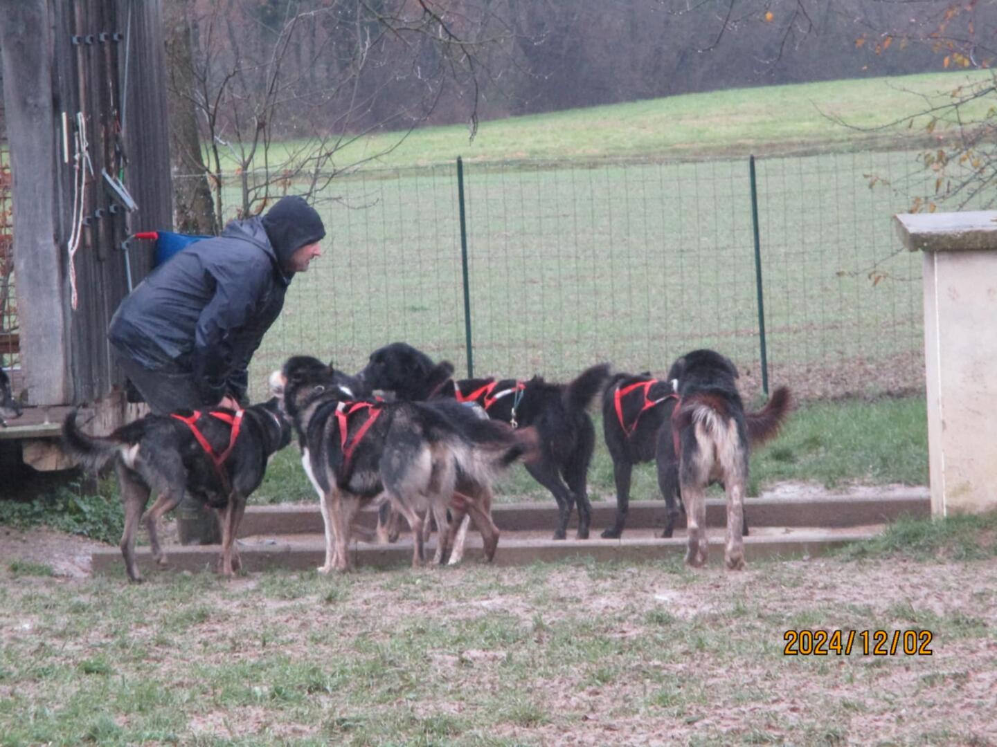Le musher avec ses chiens