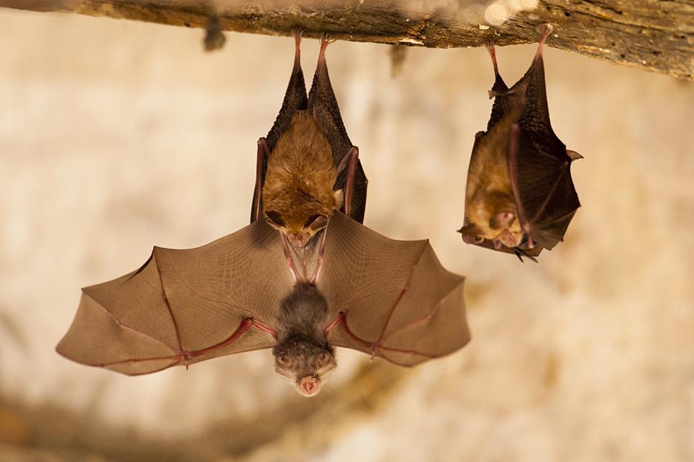 Animation nature: Les chauves-souris du Fort l'Ecluse_Léaz