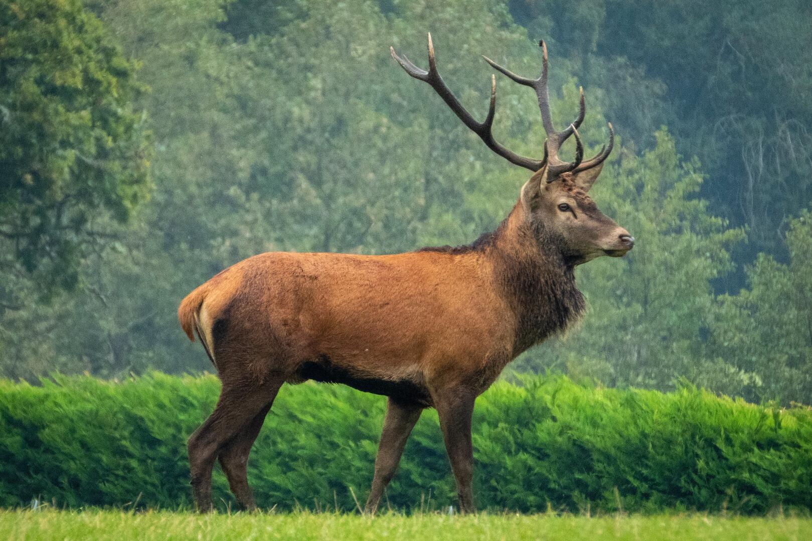 Brâme du cerf