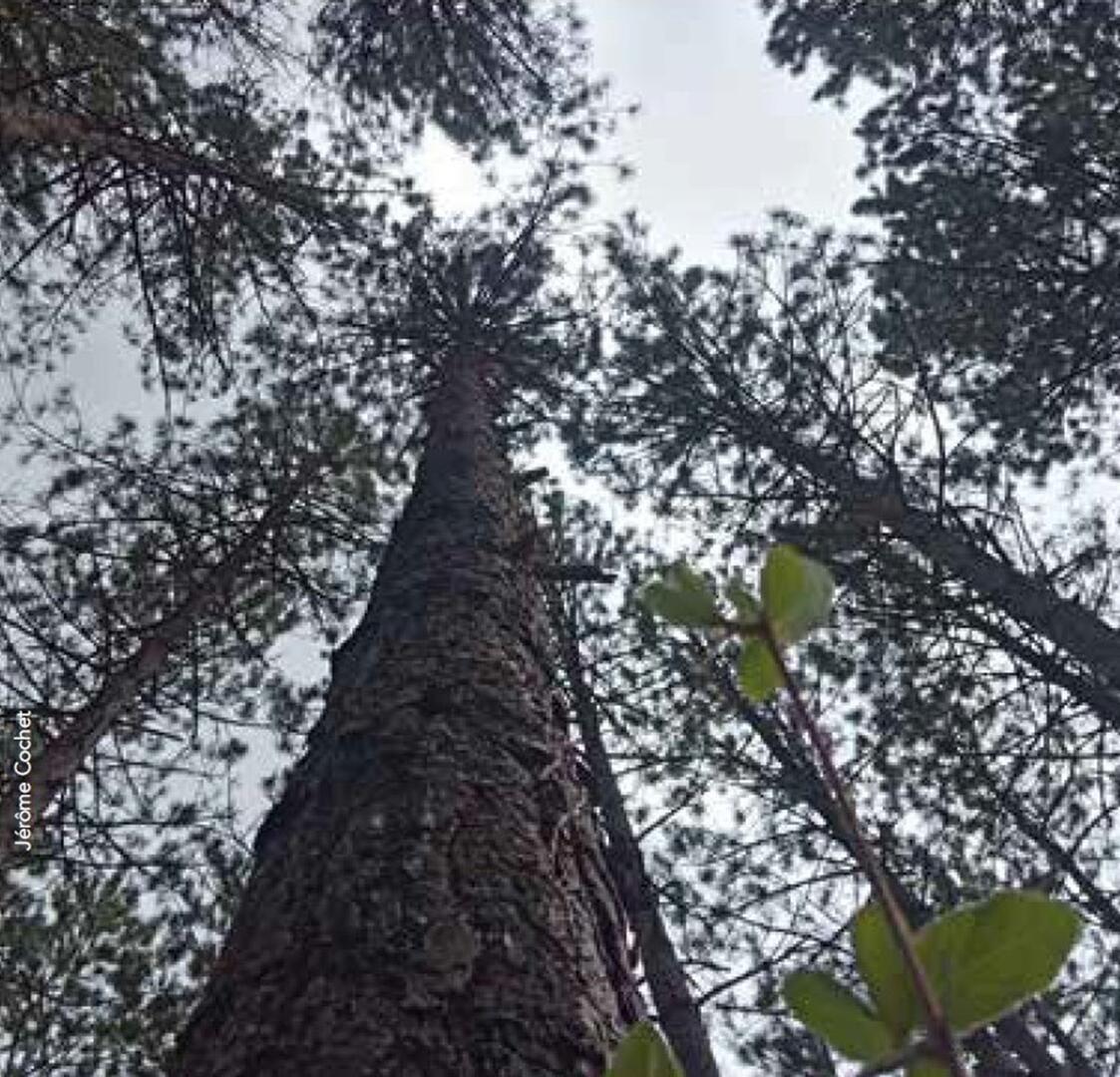 Feu la forêt_Espace Paul Jargot Crolles