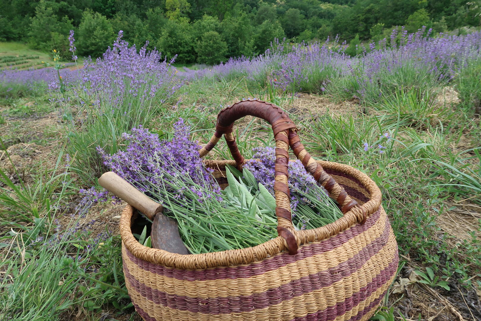 Herba Robert
