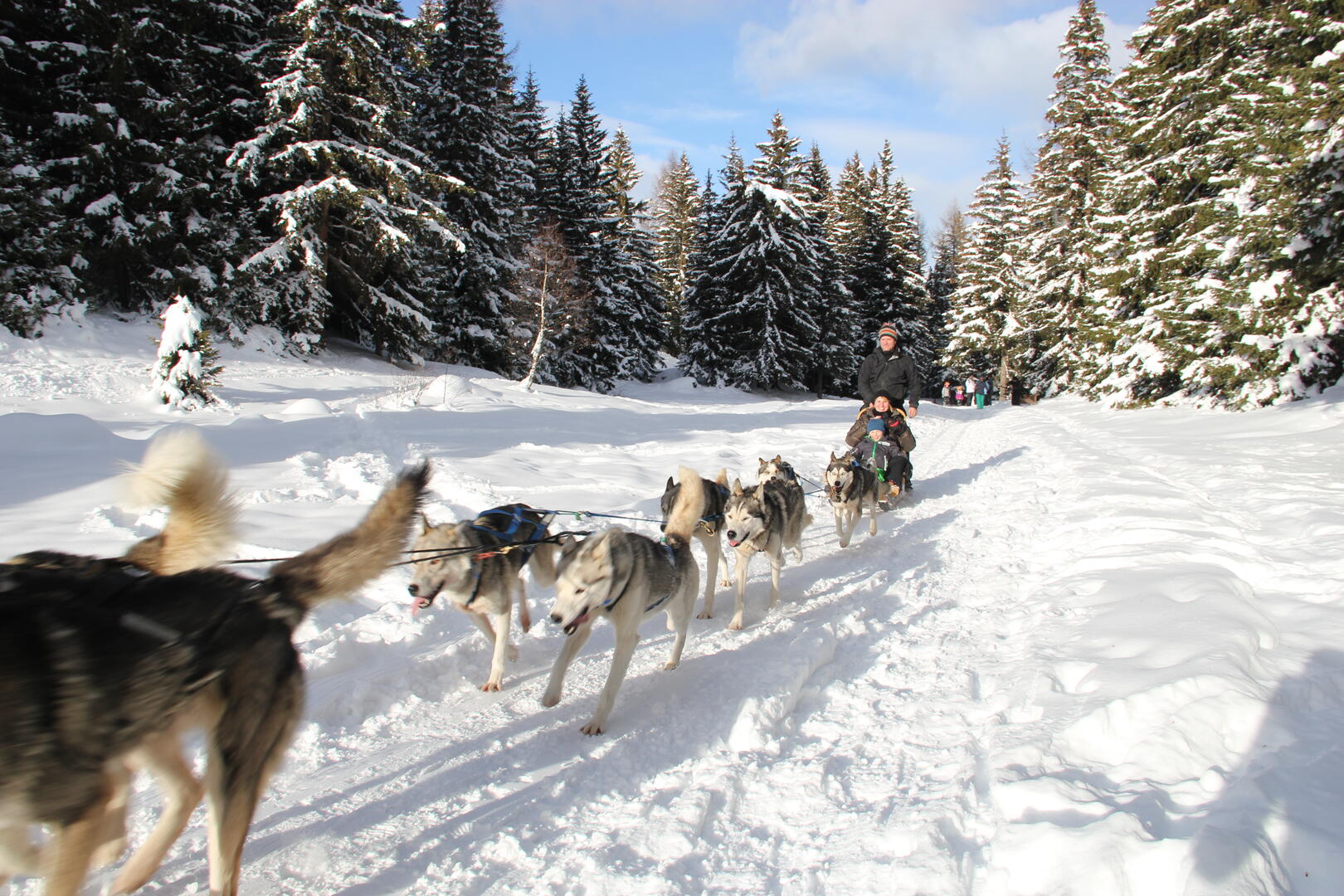 chiens de traineau