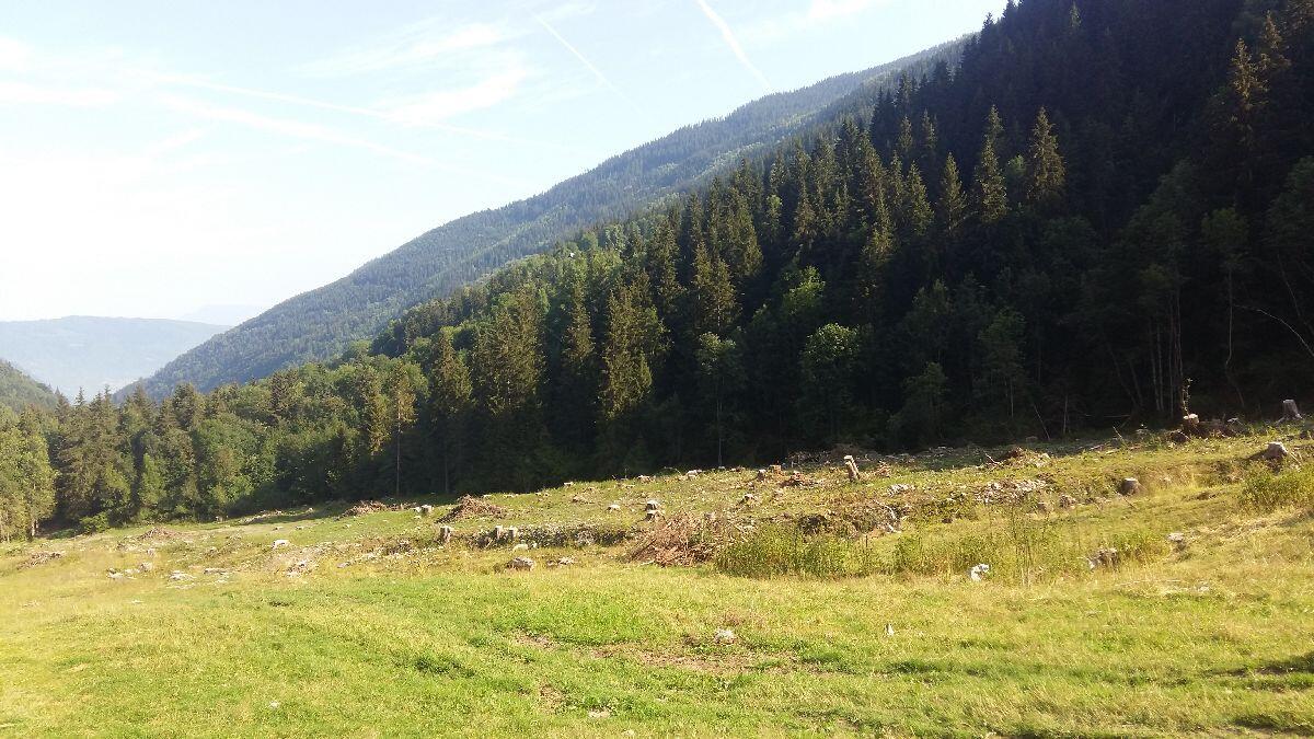 Forêt du bout