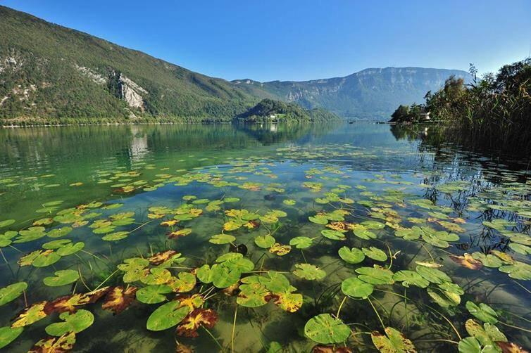 Aiguebelette_Nupharaie