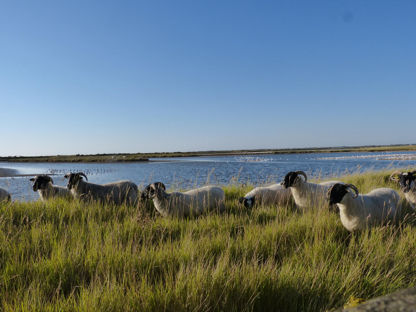 Printemps des réserves naturelles, rendez-vous du matin à Moëze-Oléron_Moëze