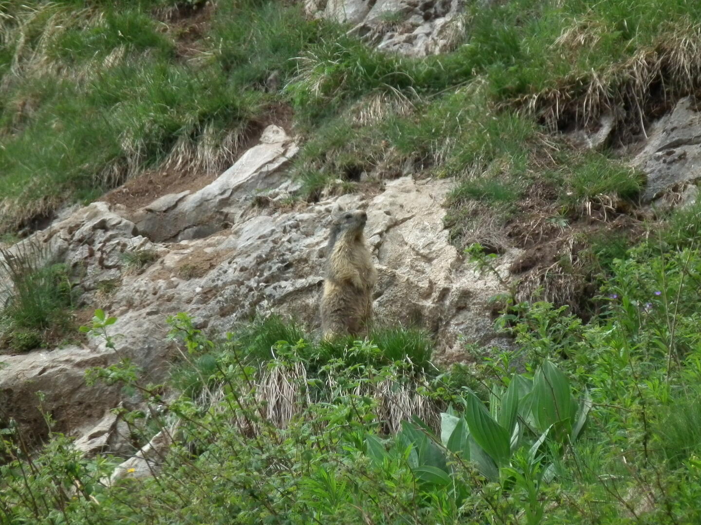 Marmotte