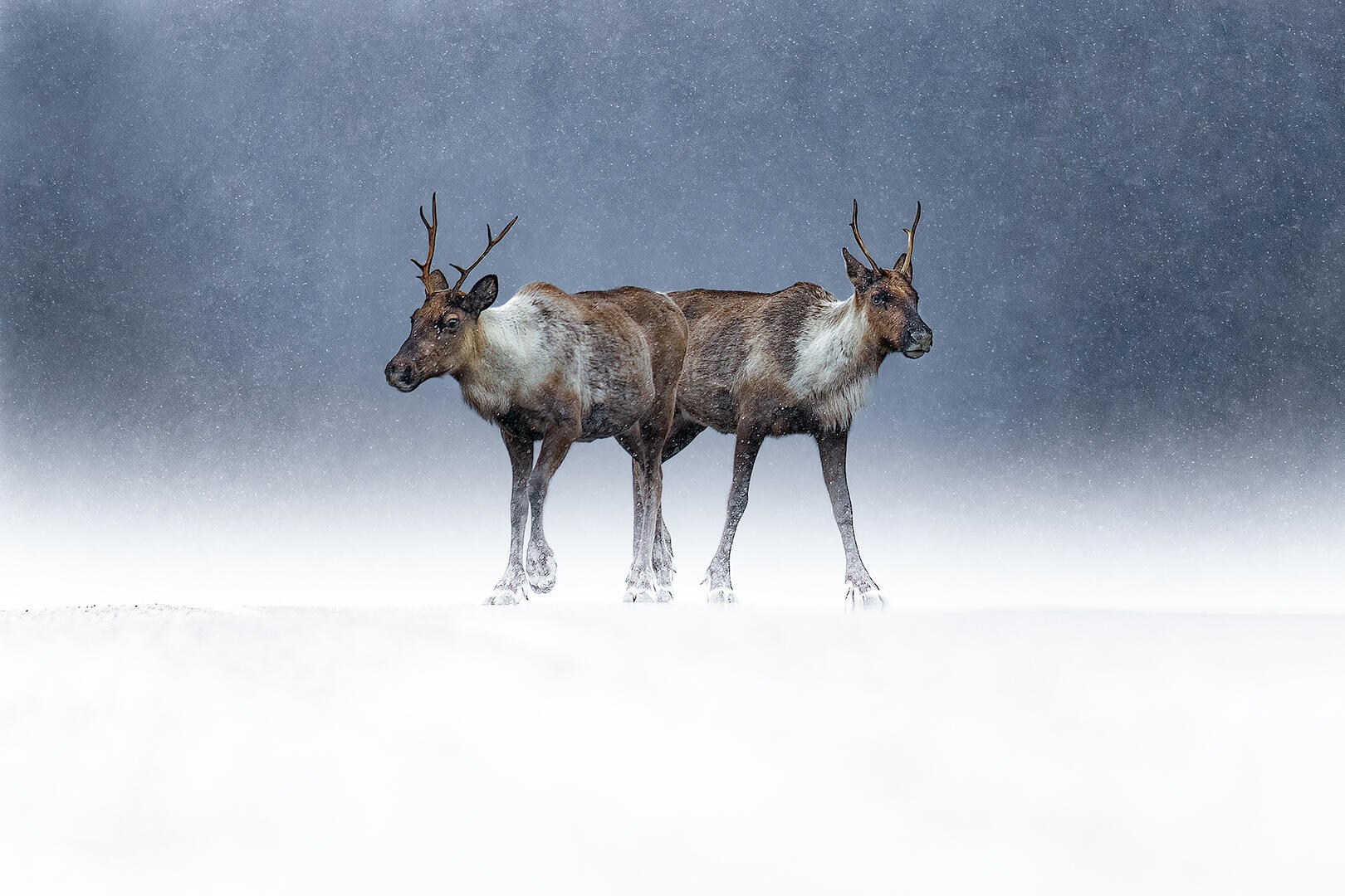 Exposition Le silence des sauvages de Joël Brunet et Laurence Terminet_Bourg-en-Bresse