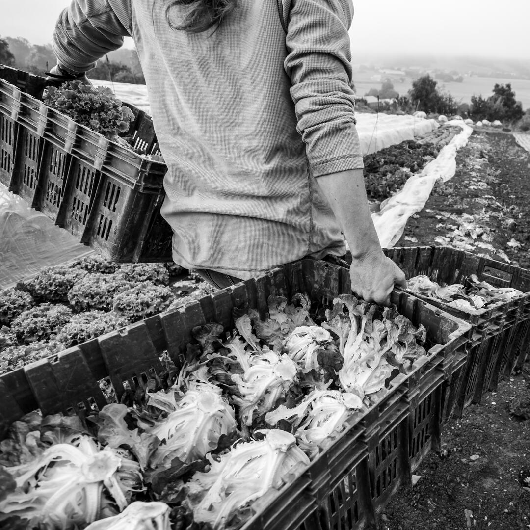 Celles et ceux qui nous nourrissent_Denis Lebioda