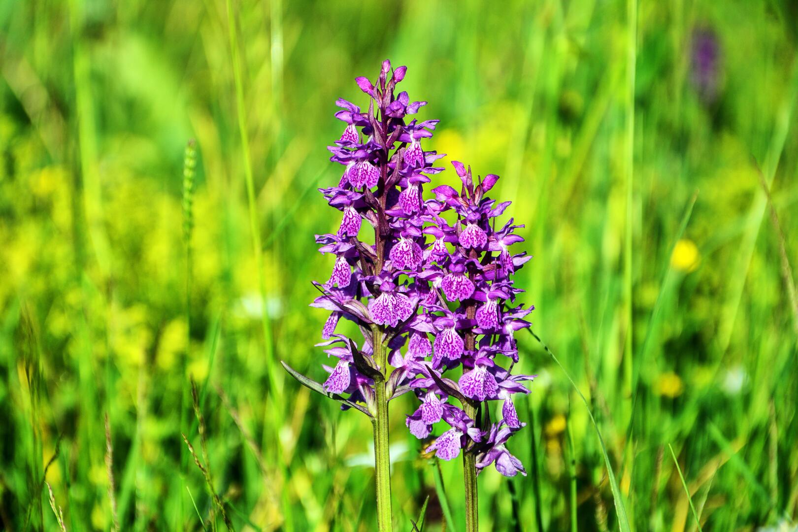 Découverte des orchidées et des papillons des chaumes d'Échillais_Échillais