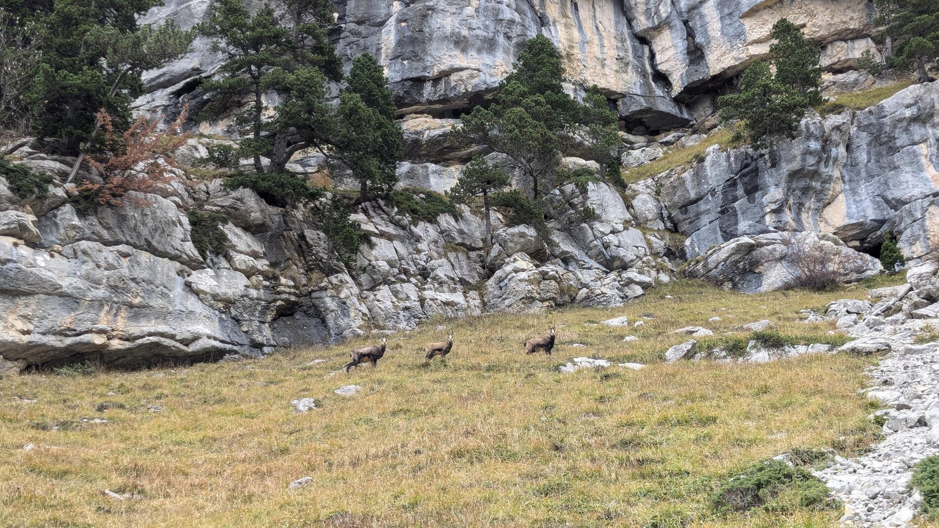Chamois