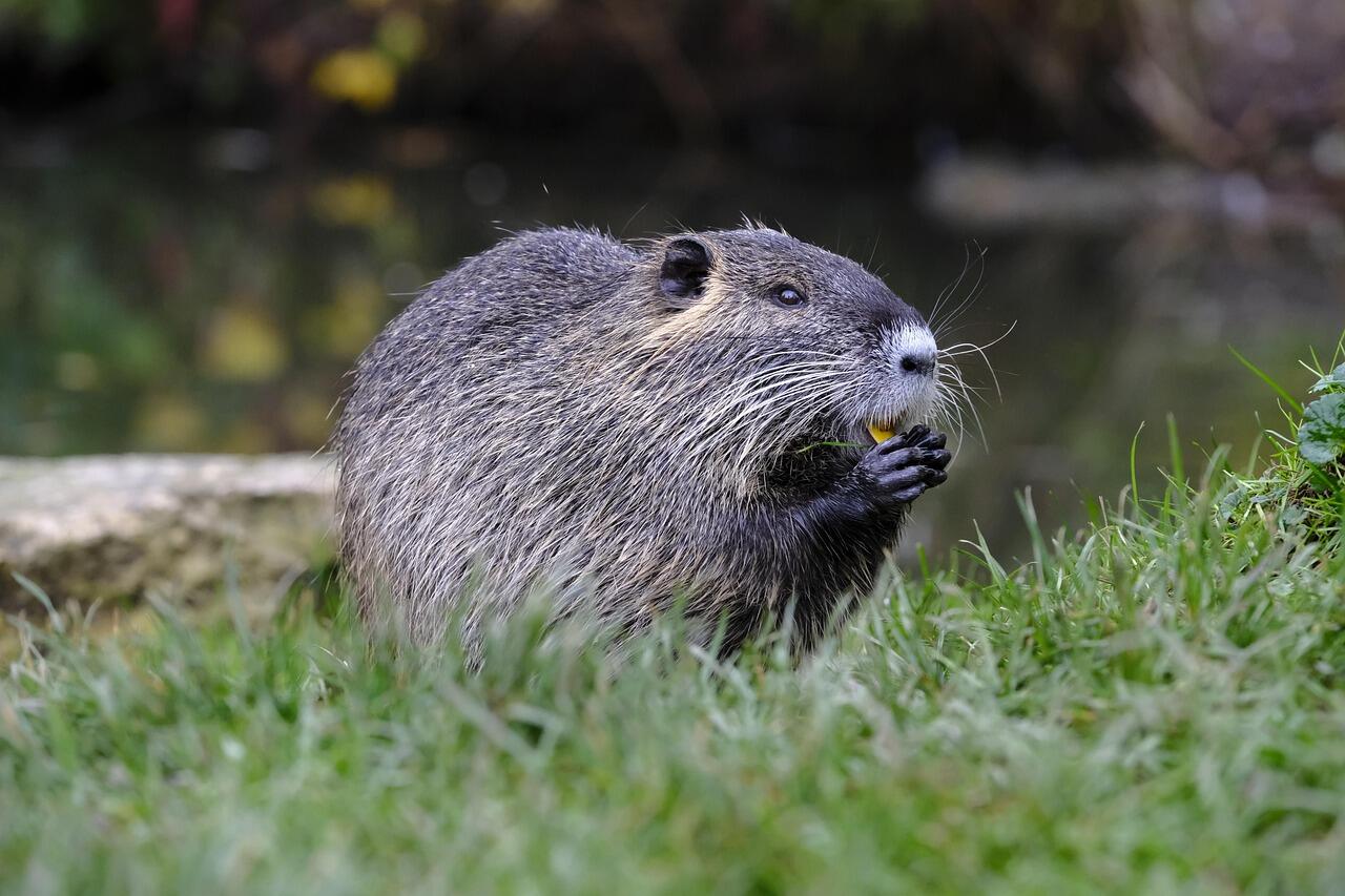 Les mercredis des marm'eau au marais de Lavours : le castor qui n'aimait l'eau_Ceyzérieu