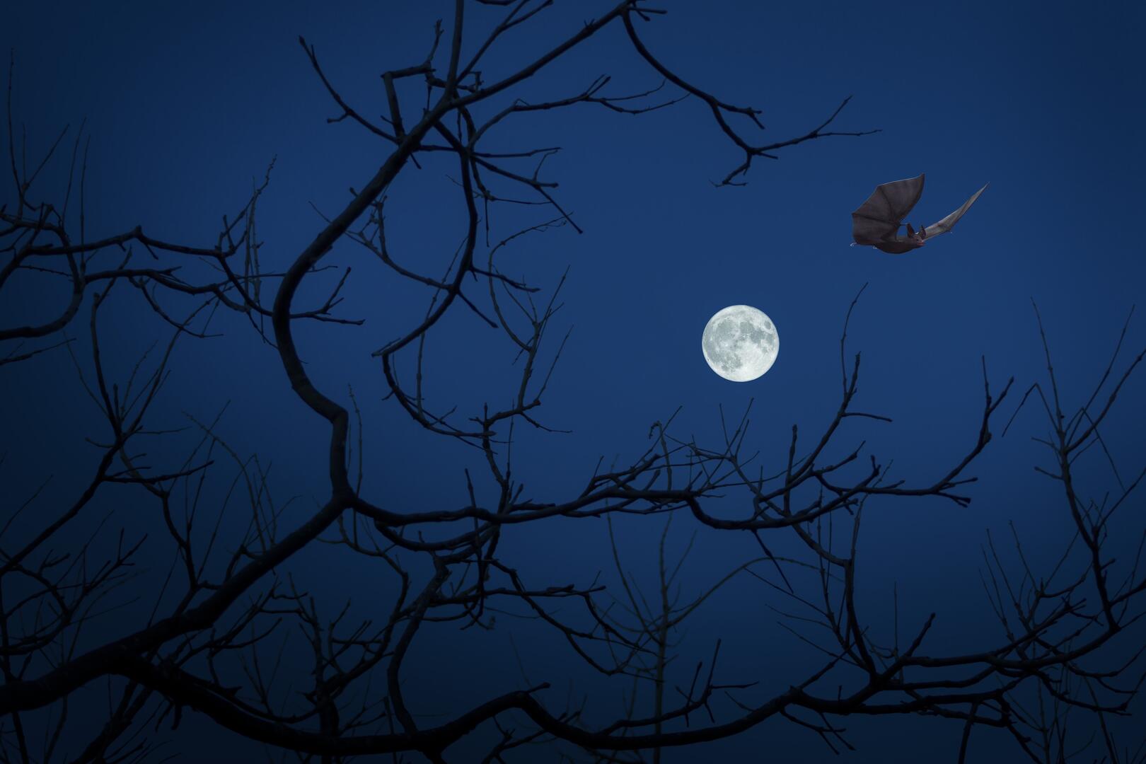 Découverte des oiseaux et chauves-souris des marais de Cabariot_Cabariot