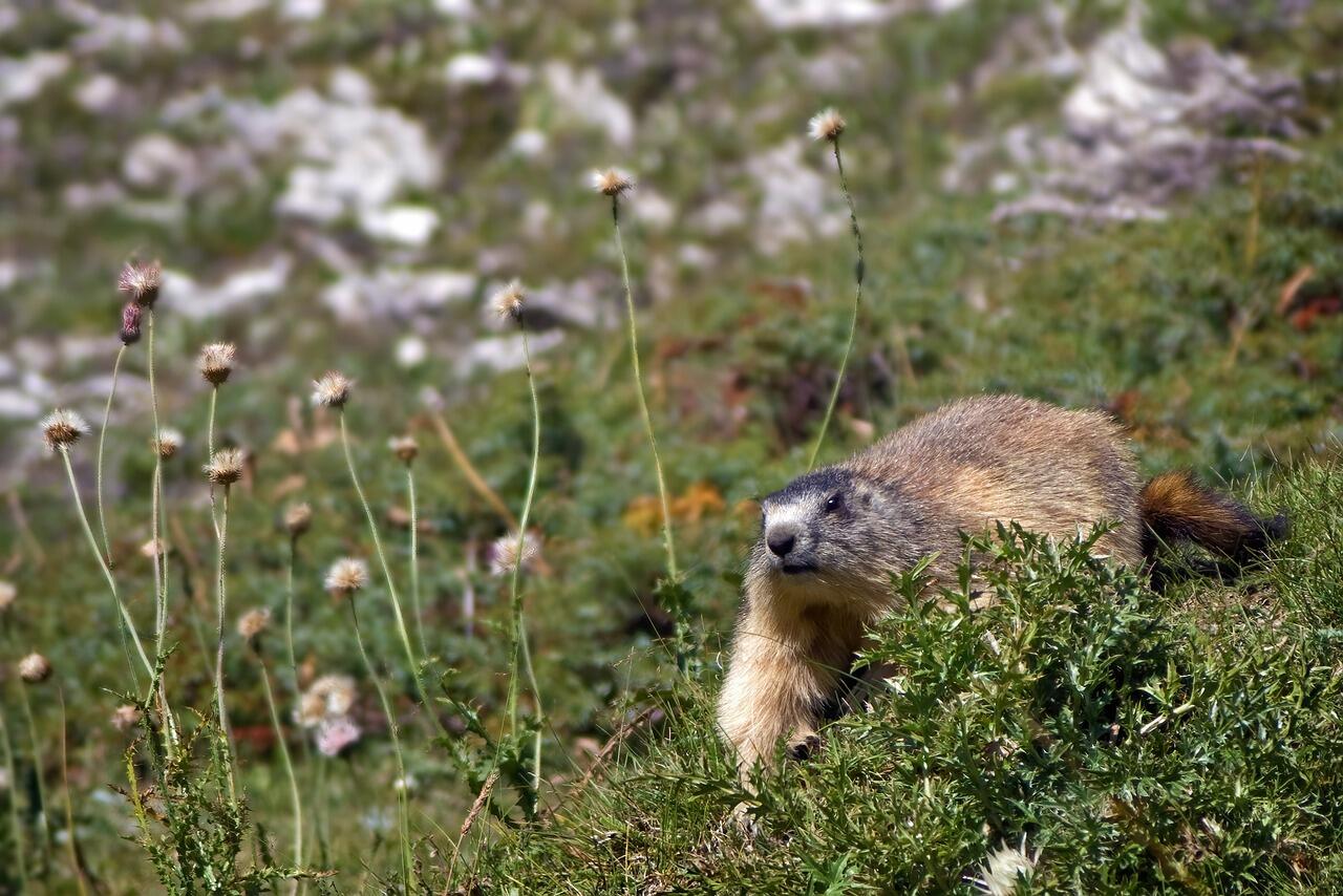 Sorties Marmottes