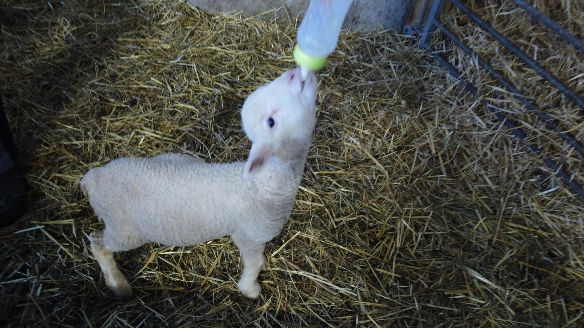 Ferme Flouka