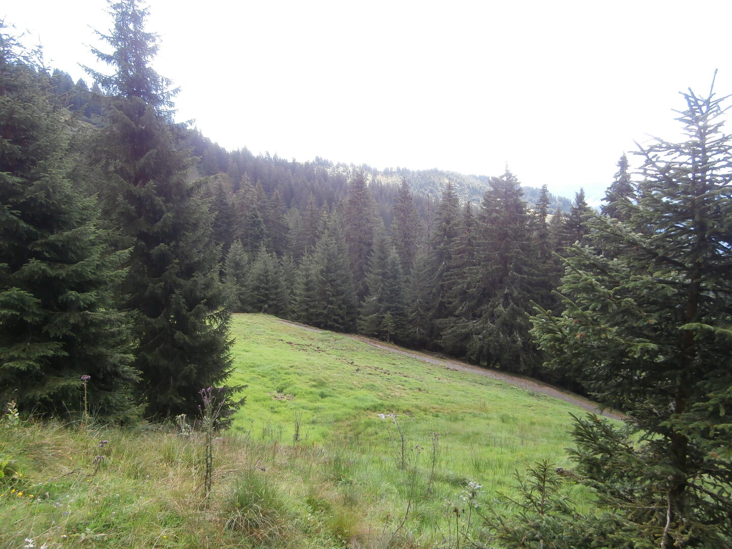 Foret