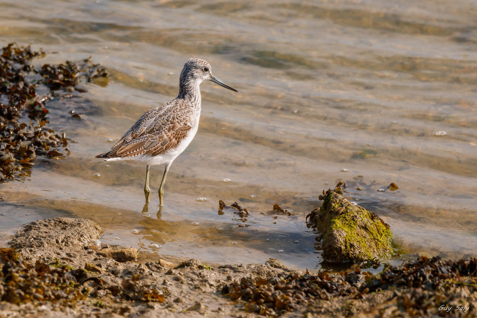 Point de vue sur les oiseaux du bord de mer