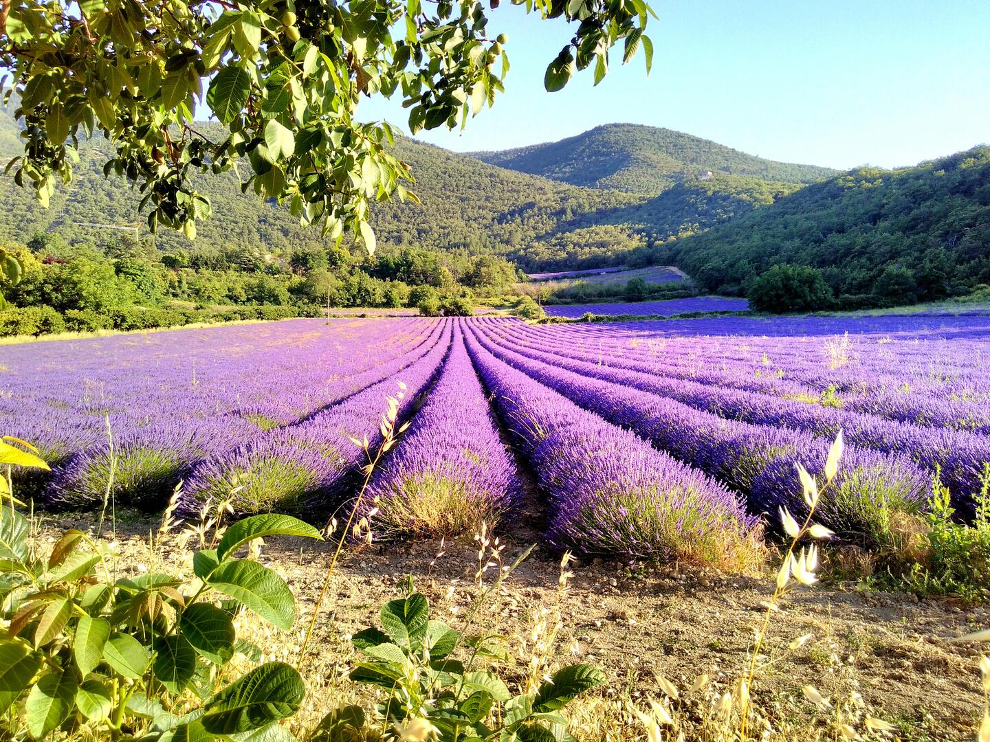 Randonnée lavandes et plantes aromatiques_Saignon