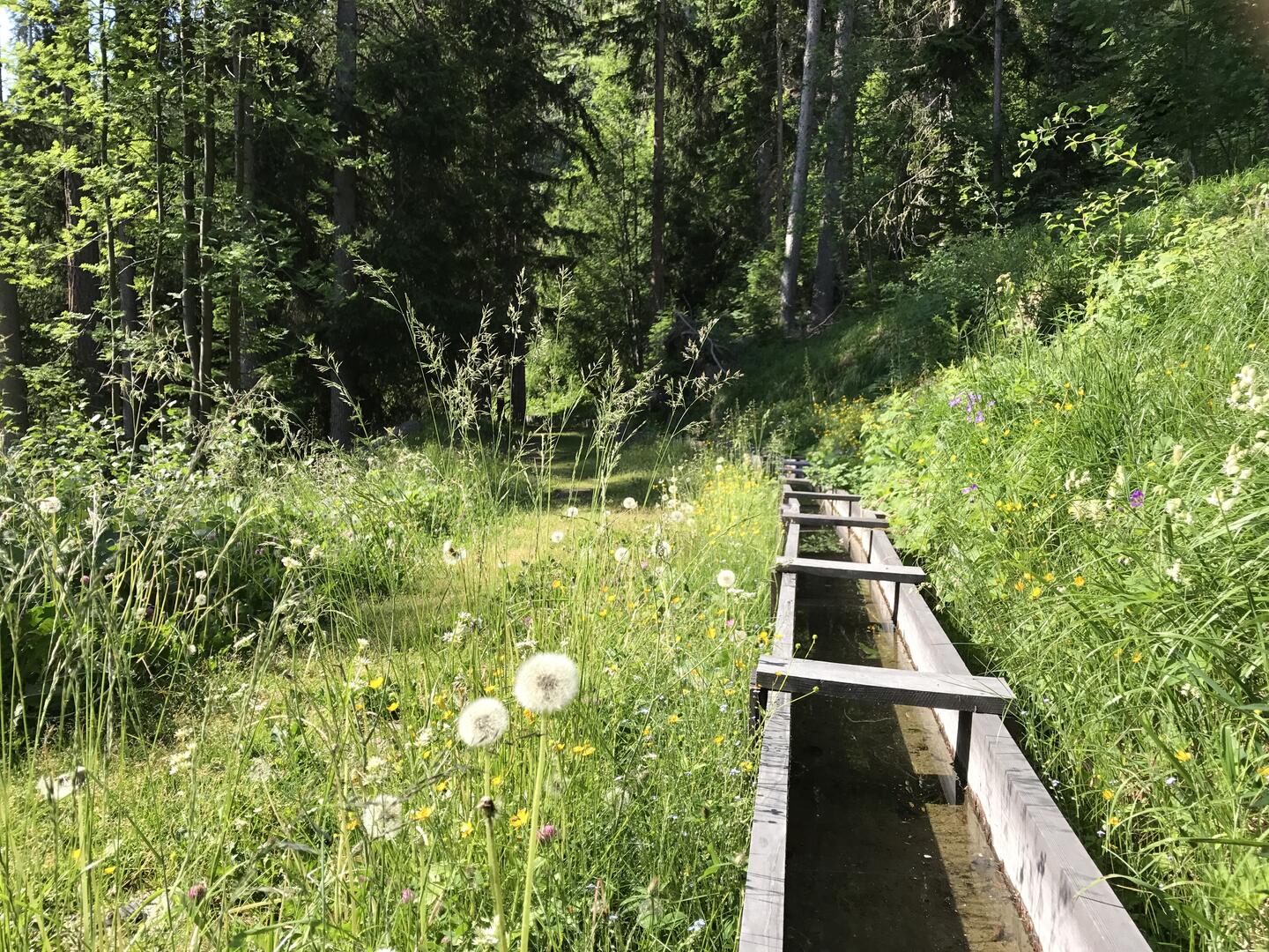 Bisse