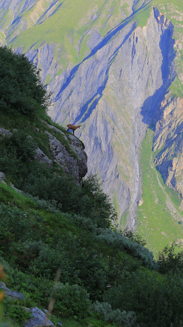 Sortie chamois