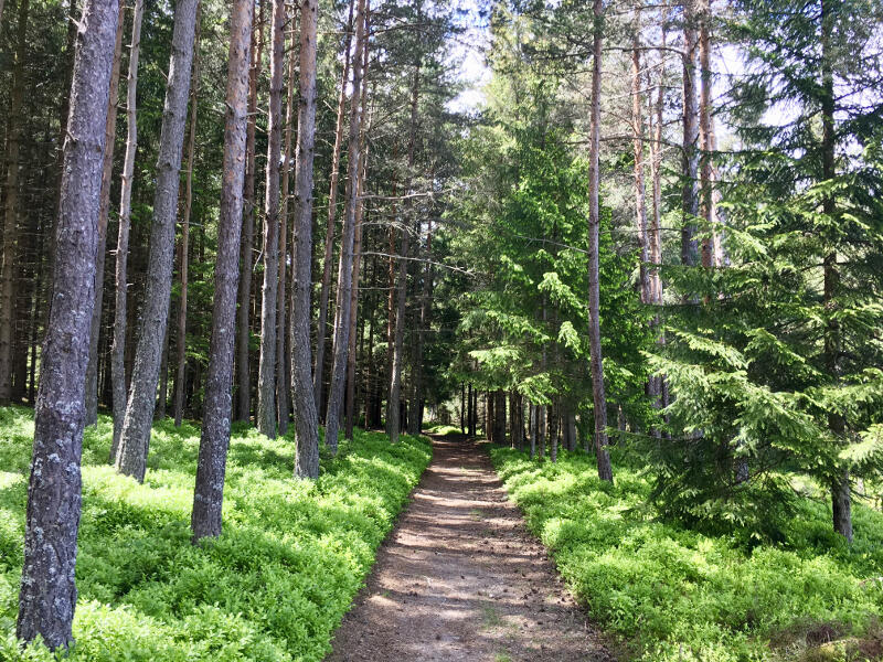 Bois de la Brugne