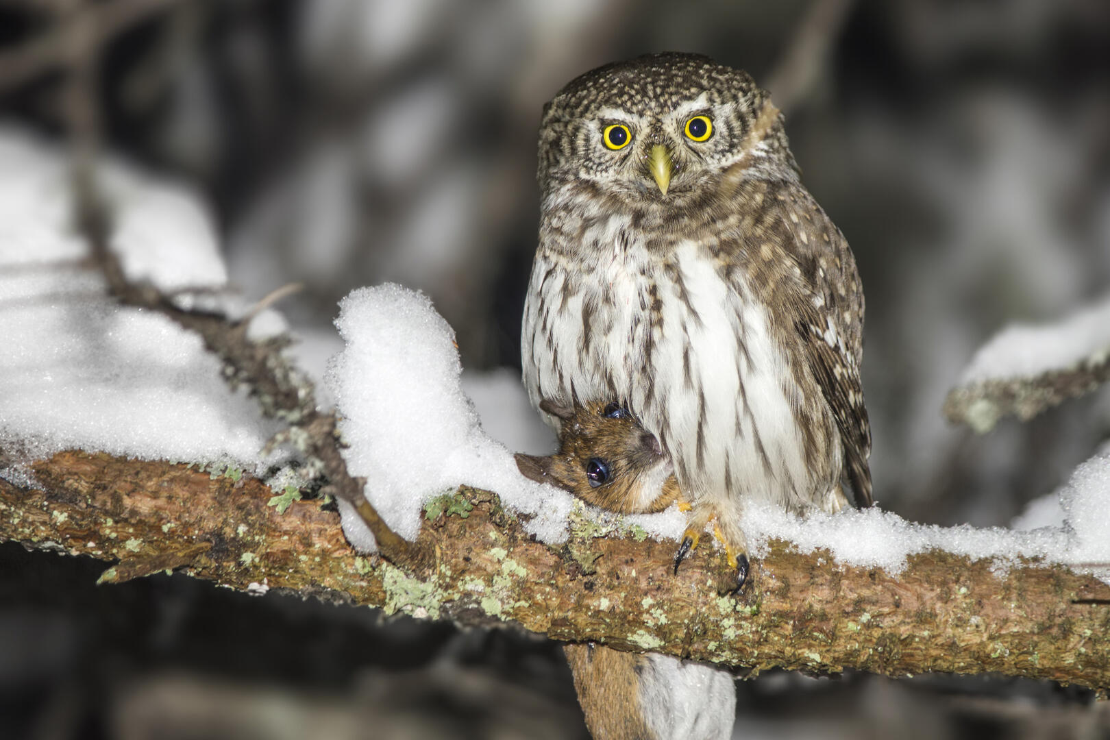 Sortie LPO - Observation des oiseaux nocturnes_Plateau des Petites Roches