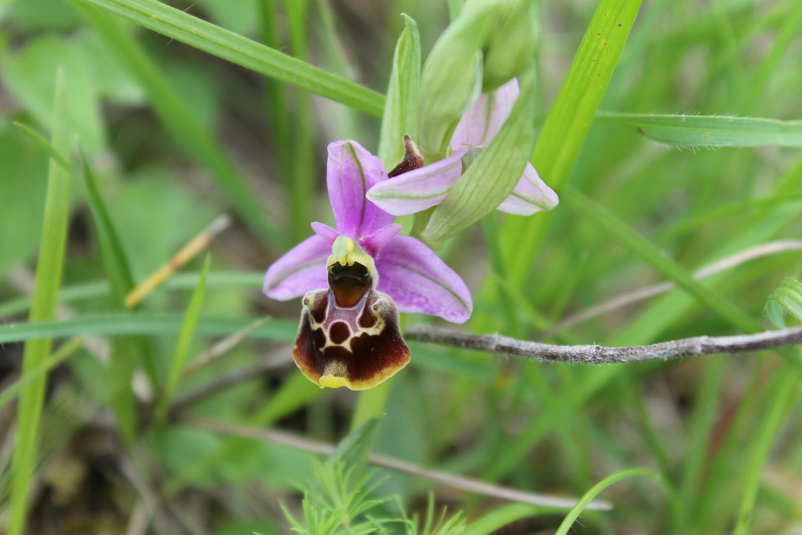 Ophrys bourdon