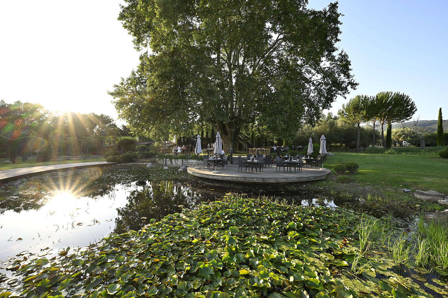 Le Platane des Andéols_Saint-Saturnin-lès-Apt