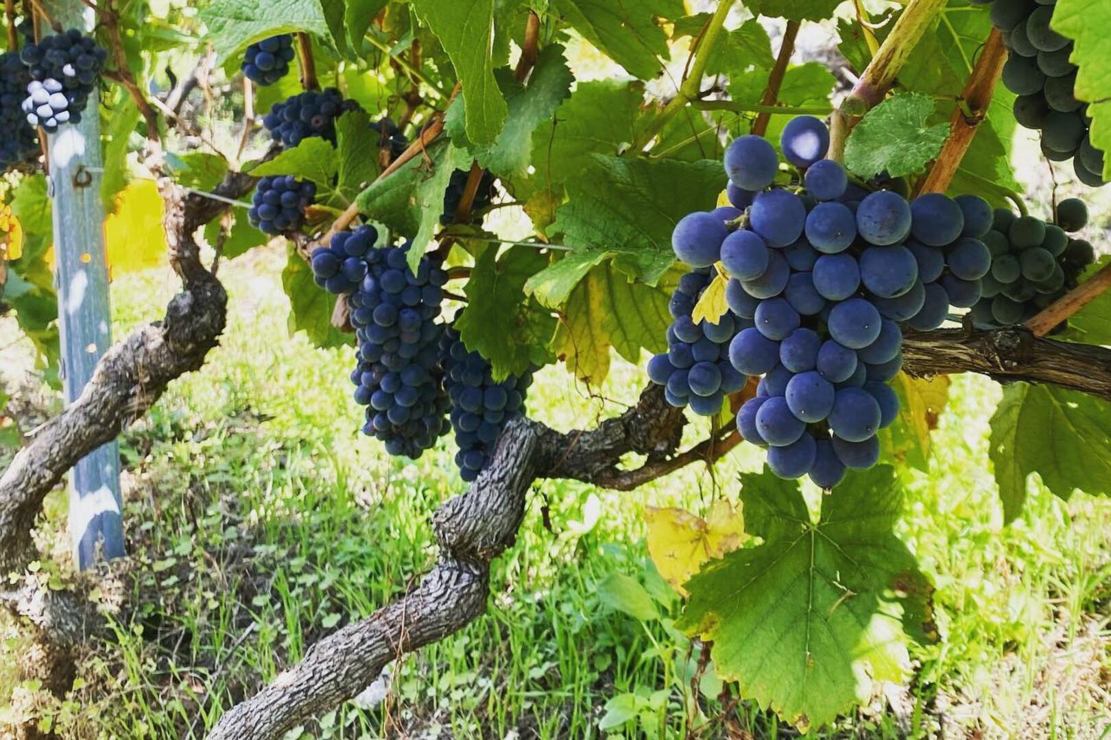 Découverte du vignoble de la Vallée d'Illiez et dégustation de vins_Troistorrents