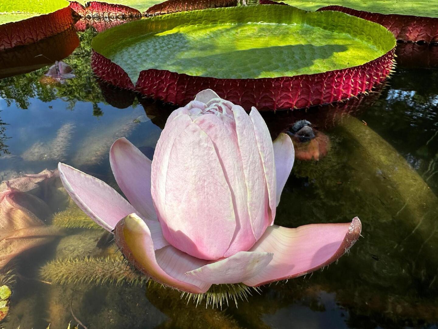 Victoria Cruzana