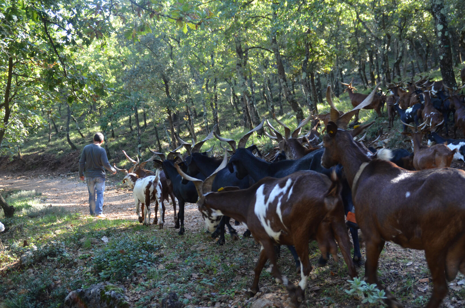 Au cœur du défens_Garéoult