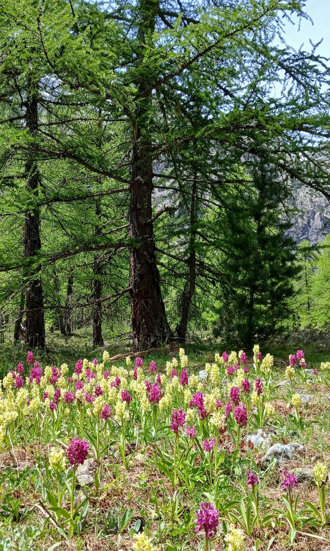 Balades « littéraire » : Quand la nature inspire les écrivains_Les Vigneaux