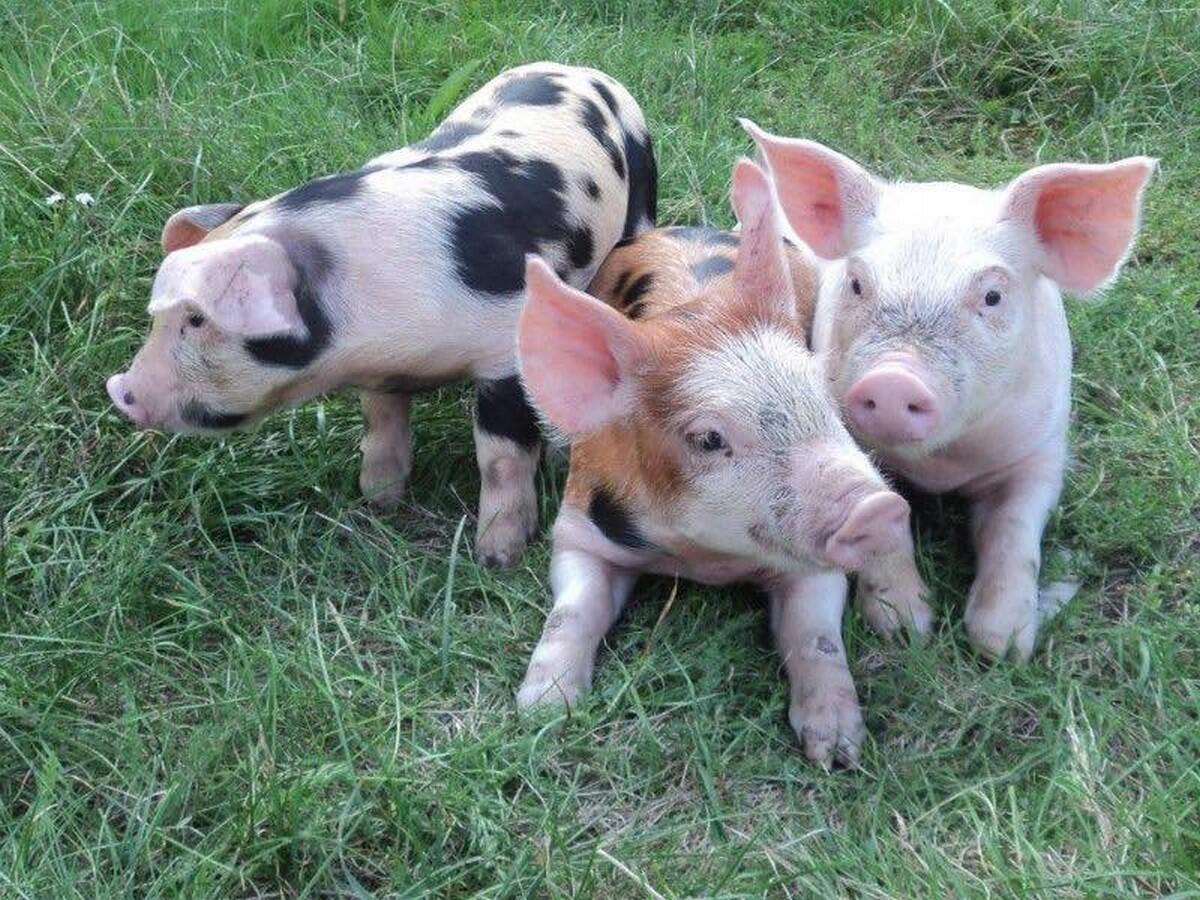 la ferme du petit cochon